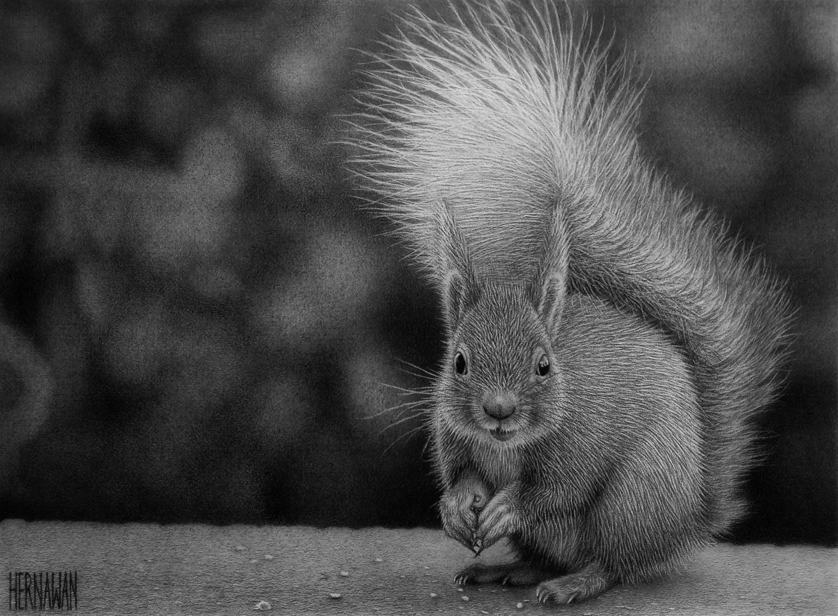 hernawan_art's tweet photo. The Squirrel. I'm drawing with charcoal pencil on paper. I hope you are like it. ✍🏻😊
#drawing #drawings #Realistic #squirrel #blackandwhite #illustration #ArtistOnTwitter #art #animal #traditionalart #pencil #sketch #artcommunity #artwork #pencildrawing #artist #artistsontwitter https://t.co/TKl7NlsHMC