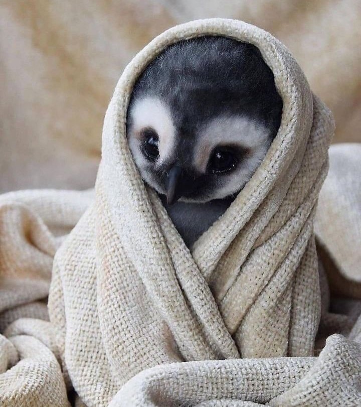 Días después, Cristina Pedroche sigue leyendo opiniones sobre su vestido de fin de año.