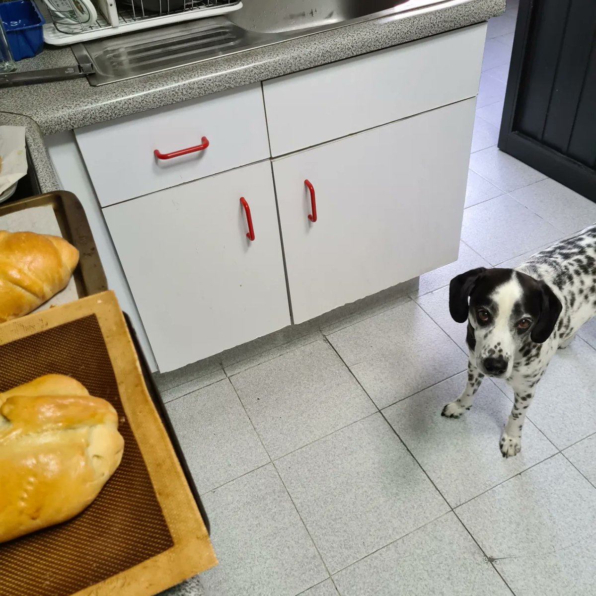 manesitav's tweet photo. Mi mejor ayudante de horneados, siempre atento al sonido del temporizador y a la salida de las cosas del horno. Siempre listo para probar y aprobar (no se pierdan la secuencia). #Albeiro 🥐🥖🥨 #losperritossonunospayasos https://t.co/XeE1GnjxXt