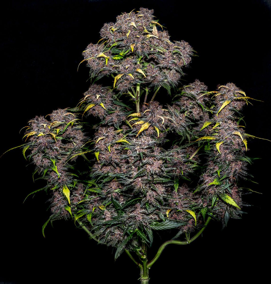 🦄LSD-25 Auto🌈
Purple extractions 🍯
Striking terps. A mix of diesel, red wine, and burnt wood that will leave the whole room smelling pleasant.
Great for beginners! 
Get 15% OFF with the code TWITTER 👉bit.ly/32sVK6D
By 🧑‍🌾 Bvercuiel