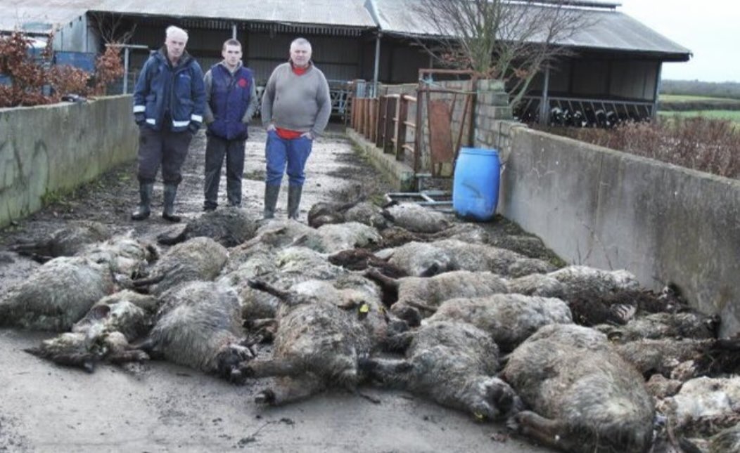*Graphic photos* 

Just some of the horrific dog attacks on sheep reported by <a href="/farmersjournal/">Irish Farmers Journal</a> in recent weeks. With lambing starting on many farms what is <a href="/gardainfo/">Garda Info</a> <a href="/agriculture_ie/">Dept of Agriculture, Food and the Marine</a> <a href="/DeptJusticeIRL/">Department of Justice, Home Affairs and Migration</a> &amp; <a href="/SimonHarrisTD/">Simon Harris TD</a> doing about this?

Read more here: shorturl.at/ajvEX