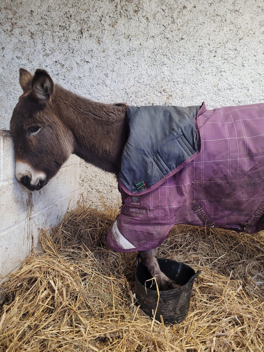 Our darling Darla has been so sore with an abscess in her hoof. She’s being soaked in epsom salts &amp; poulticed in the evening to draw out the infection.

Fingers crossed it does the trick &amp; she will be feeling better no time. 🤞🏻

donate.mylovelyhorserescue.com/one-off/