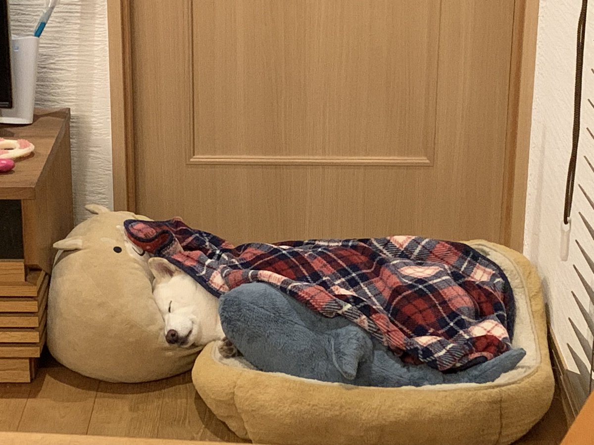 小豆 on Twitter: