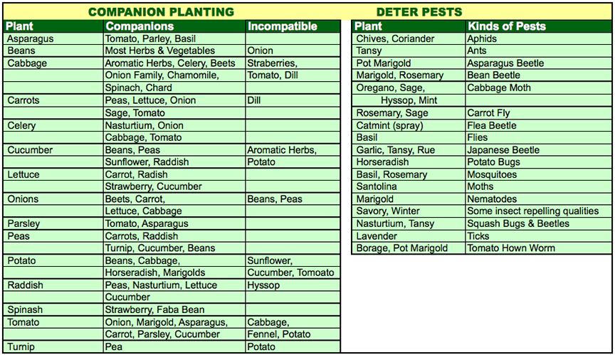 theseedguy's tweet photo. GROW NATURALLY WITHOUT PESTICIDES    https://t.co/KxSe1N3ljt We have 9 Heirloom Seed Packages in Stock Now, and All Our Individual Varieties, with New Fall 2022 Harvest Seeds, and Great Pricing.  https://t.co/KLjRkhC480   #seeds #gardening #preppe https://t.co/OCmsjYDuSc
