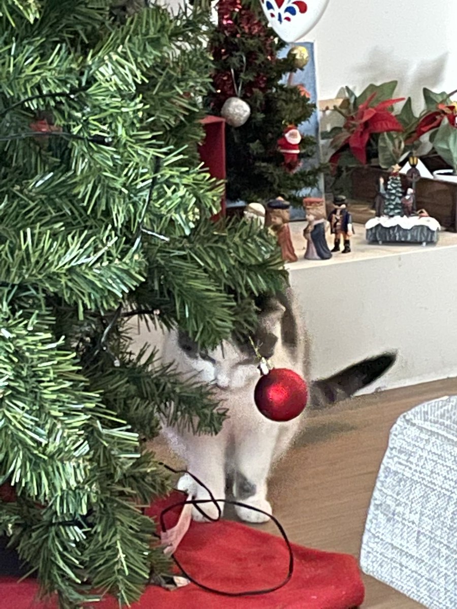 Marjo_Sl's tweet photo. Kerstspullen opgeruimd, met deskundige hulp van #Catootje. #Dikkie is verstandig, die is in bed gaan liggen. https://t.co/wsl26jVDba