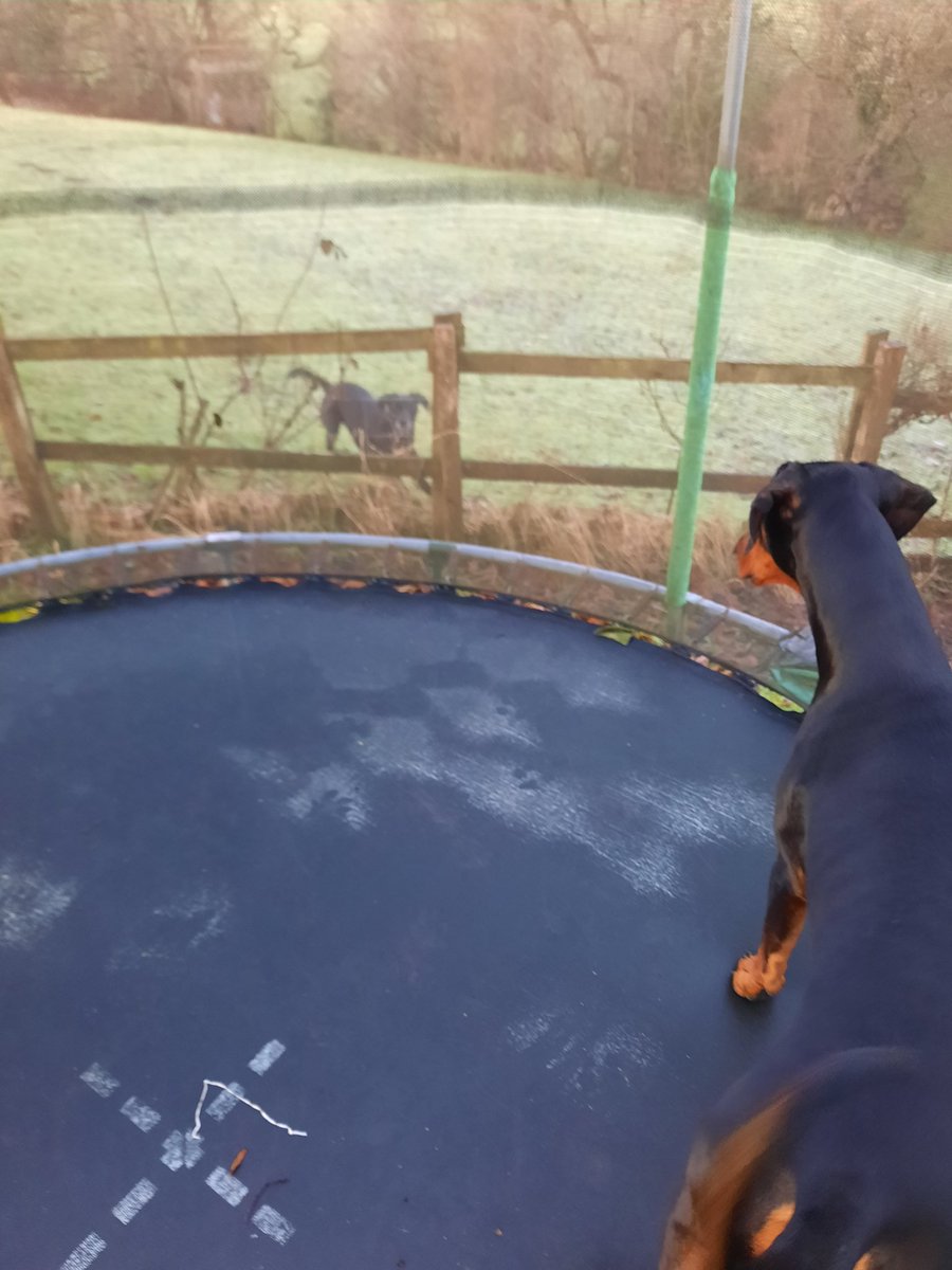 NotBadForHerAge's tweet photo. Please can I come on the trampoline with you Mum? Oh go on then Damson.
Ha, ha Fred, I'm with Mum & you're not 😅🐶 #Damson #Dobermann #Fred #dogsoftwitter #dogswithattitude https://t.co/lvfO8IWSJ1