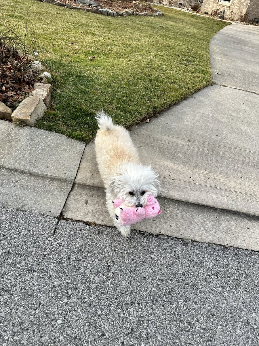 alteredlifephto's tweet image. When your pup gets a new toy! #outforawalk #maltipoo