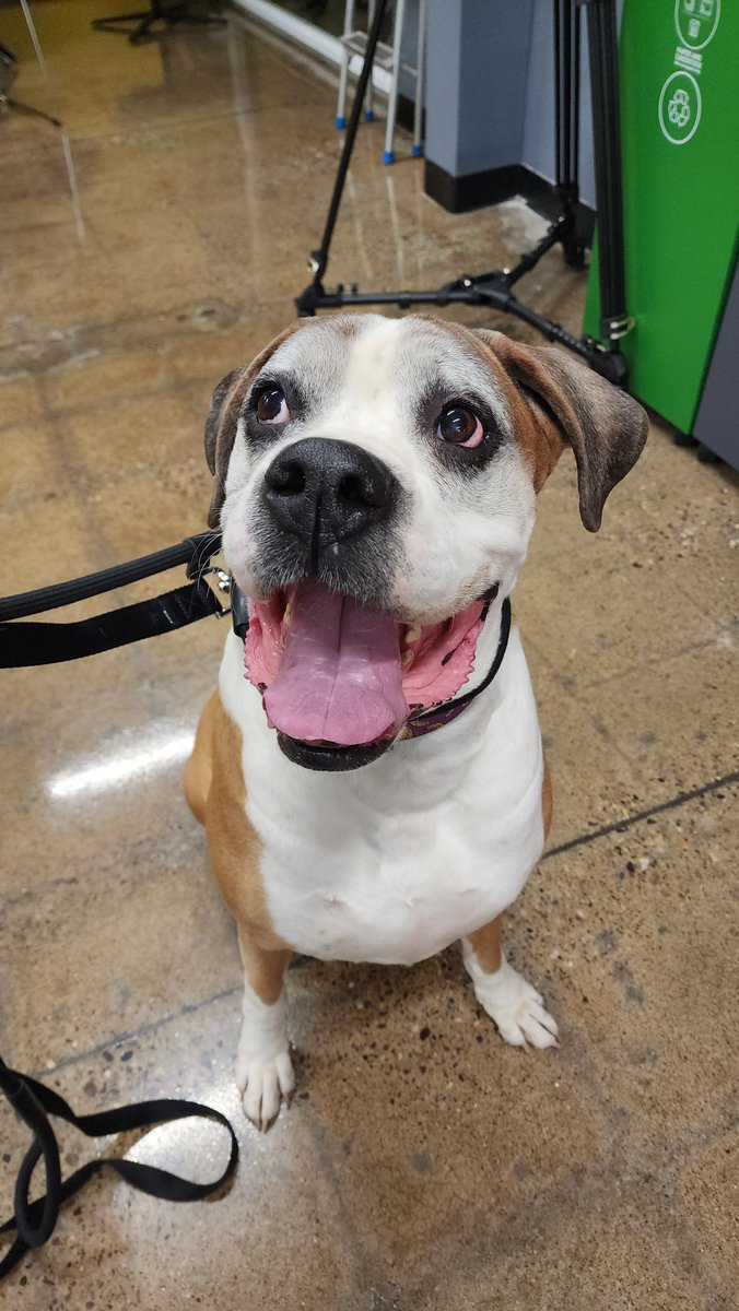 morninglive's tweet image. Meet Evo!! He&apos;s ready for his closeup! #AdoptablePets @LincolnCountyHS