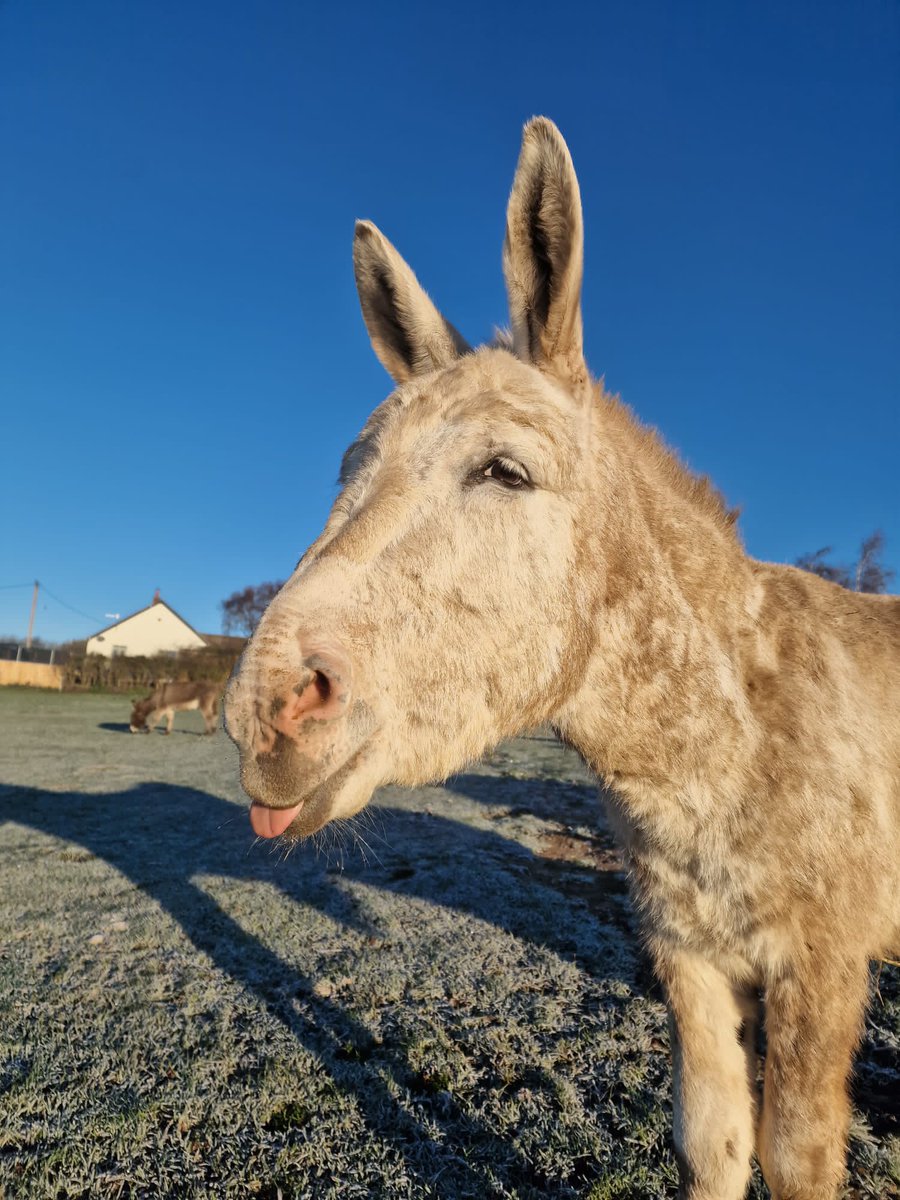 Happy tongue out Tuesday!
 #charnwoodforestalpacas #donkey #tongueouttuesday