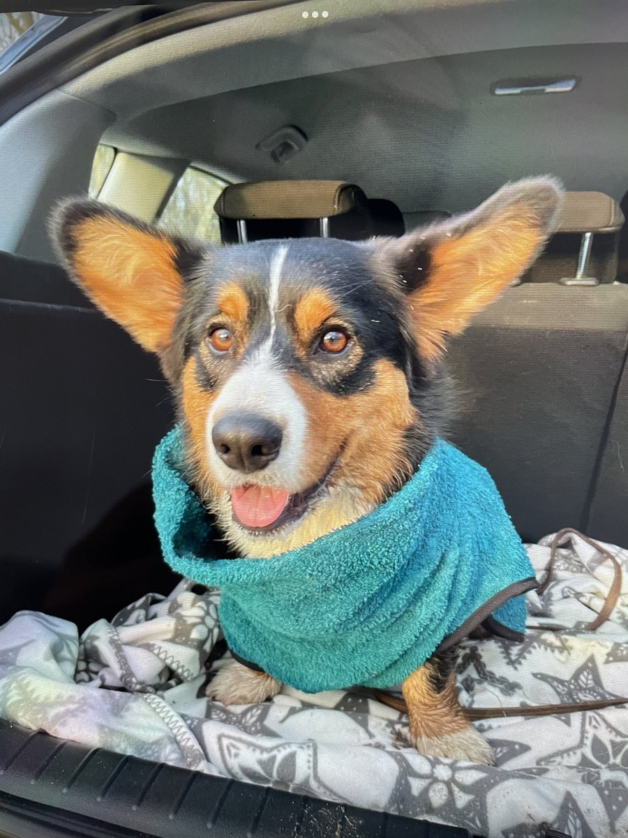 BabsLensen's tweet photo. @TeamCorgiBrand Hi I’m Bram! I got wet playing outsite, so my human put my bathrope on 😊 https://t.co/QvHaZa9elp