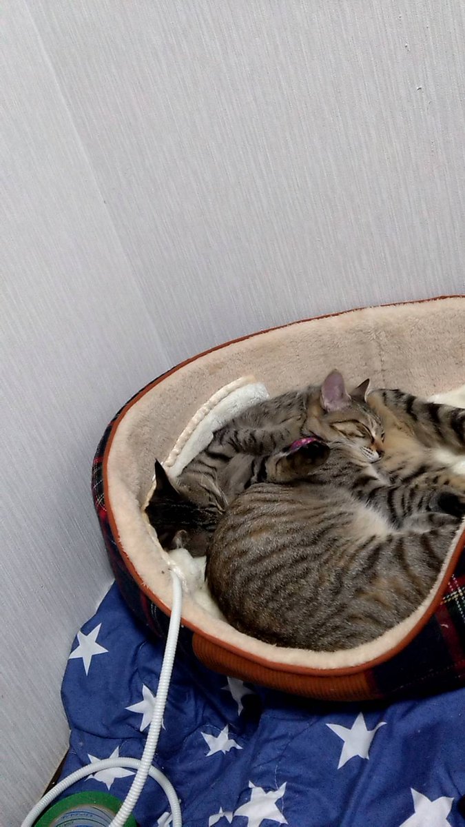 hunk_m27's tweet photo. #猫写真 https://t.co/dLqpdiqjfT