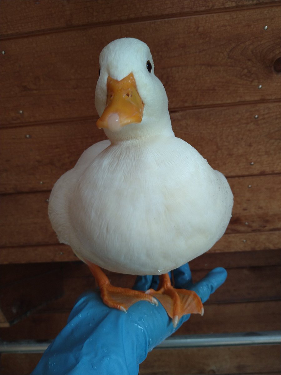 callduck_nosuke's tweet photo. ナツオ、でかい。 https://t.co/PKbfR1zgjz