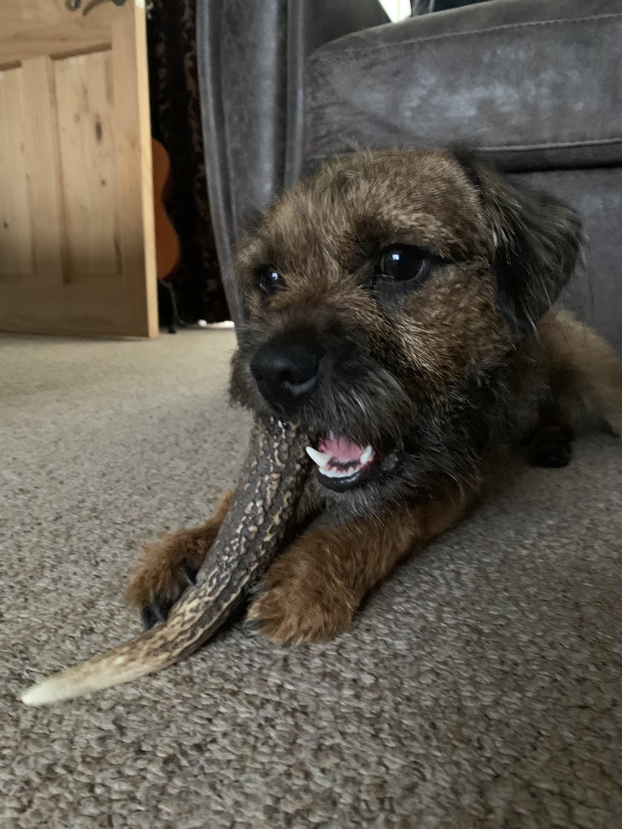BodhiSattvas21's tweet photo. Yes folks, I got me some more deer crack! I am one happy Bodhi. #Bodhi #LTBodhi #borderterrier #BTPosse #deercrack #deerantler #happydoggo https://t.co/7eGqrwrMHl