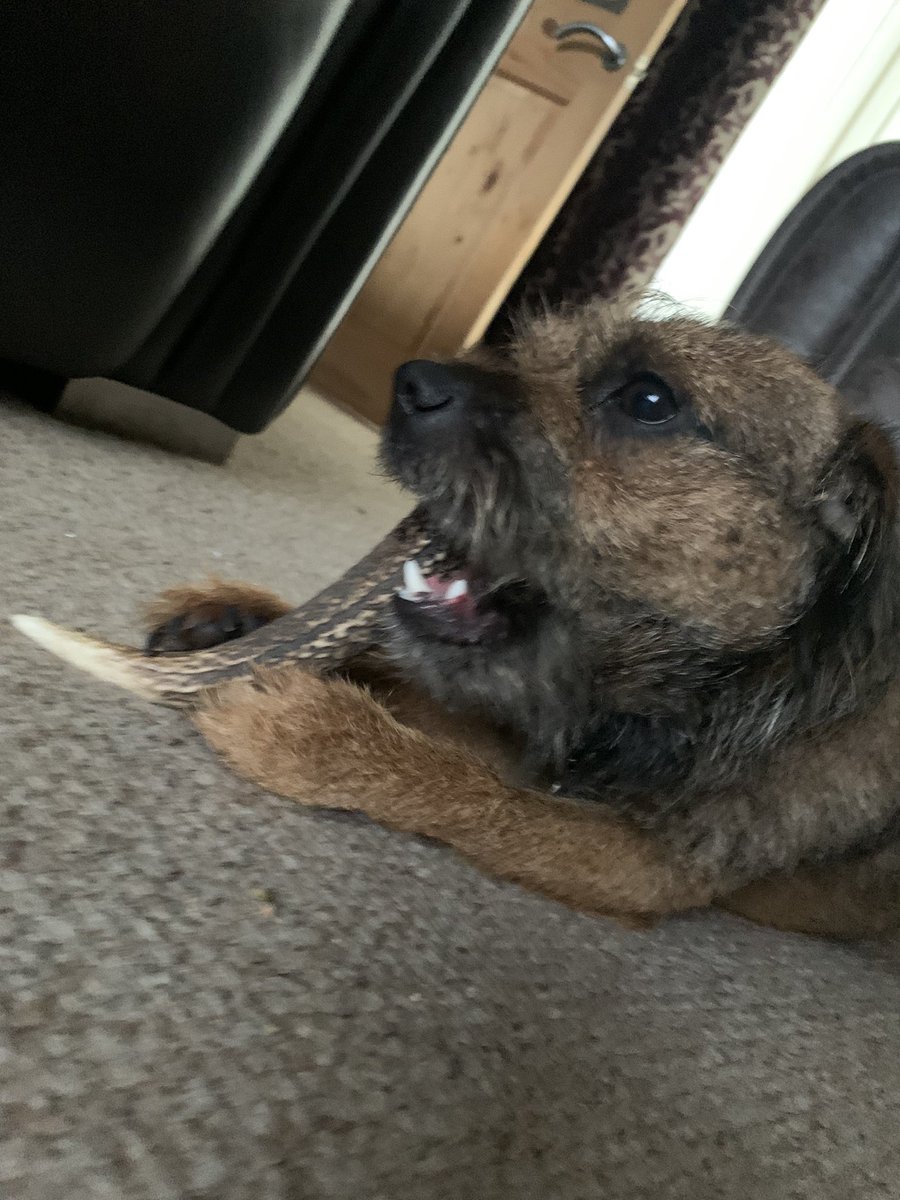 Yes folks, I got me some more deer crack! I am one happy Bodhi. #Bodhi #LTBodhi #borderterrier #BTPosse #deercrack #deerantler #happydoggo