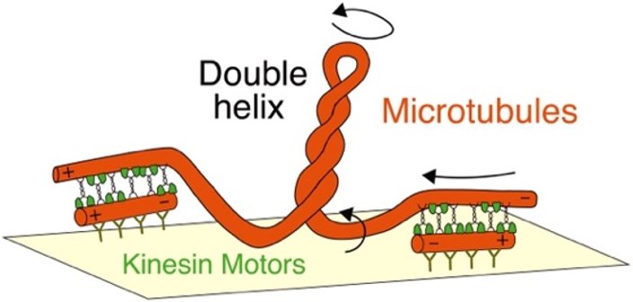 Please RT! We're hiring! Looking for an enthusiastic PhD candidate/postdoc to takeover an exciting #biophysics project!

Torque Generation in Mitotic Motor Proteins

If any of those words interest you see below for details!
#postdoc #Science #research #PhD
digs-bb.de/fileadmin/user…