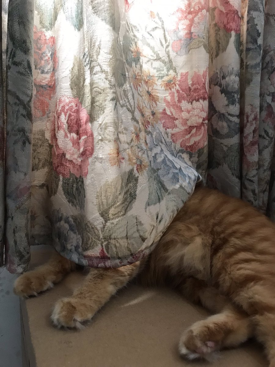 tisatica's tweet photo. @kochengfs Nih oren satu ini, udah pemalu, mau aja lagi dia jadi babu dari kucing yang lebih kecil… https://t.co/RbbLnpelJE