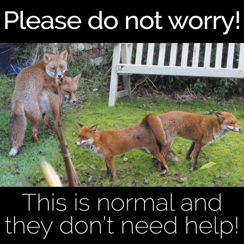 The new year is now underway and, for foxes, that can only mean one thing... Every year we get numerous calls to help rescue foxes that end up being caught 'stuck together'. Rest assured that they are perfectly ok and, with luck, you may even see cubs coming very soon!

#Fox