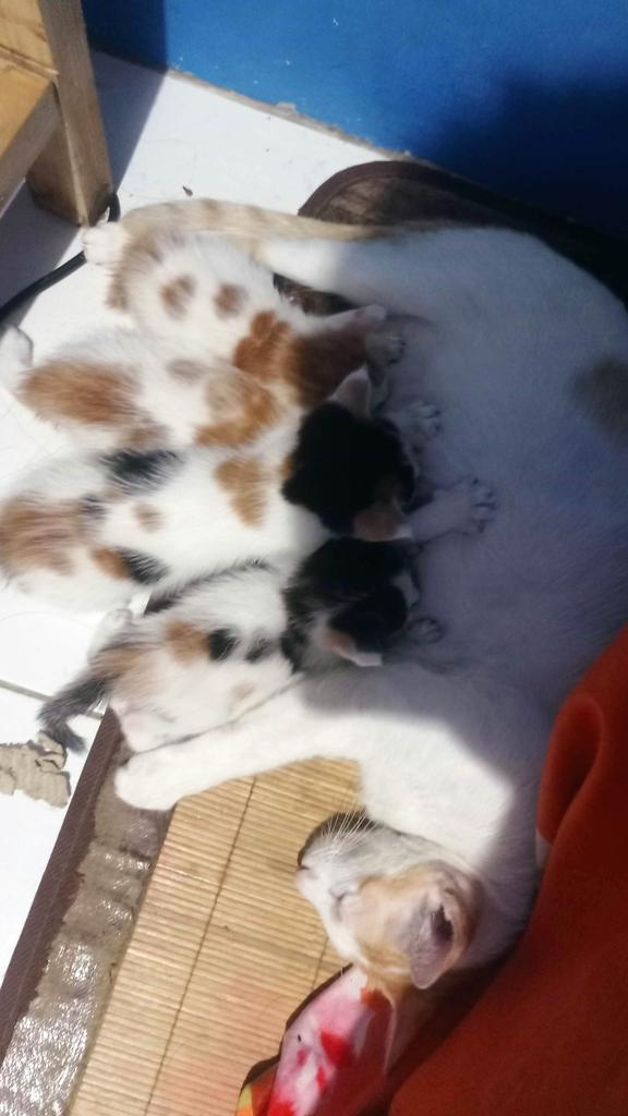 omotomkins's tweet photo. Open adopt kitten/kucing free daerah Cikupa, Tangerang. https://t.co/ZNbh4JfQYG