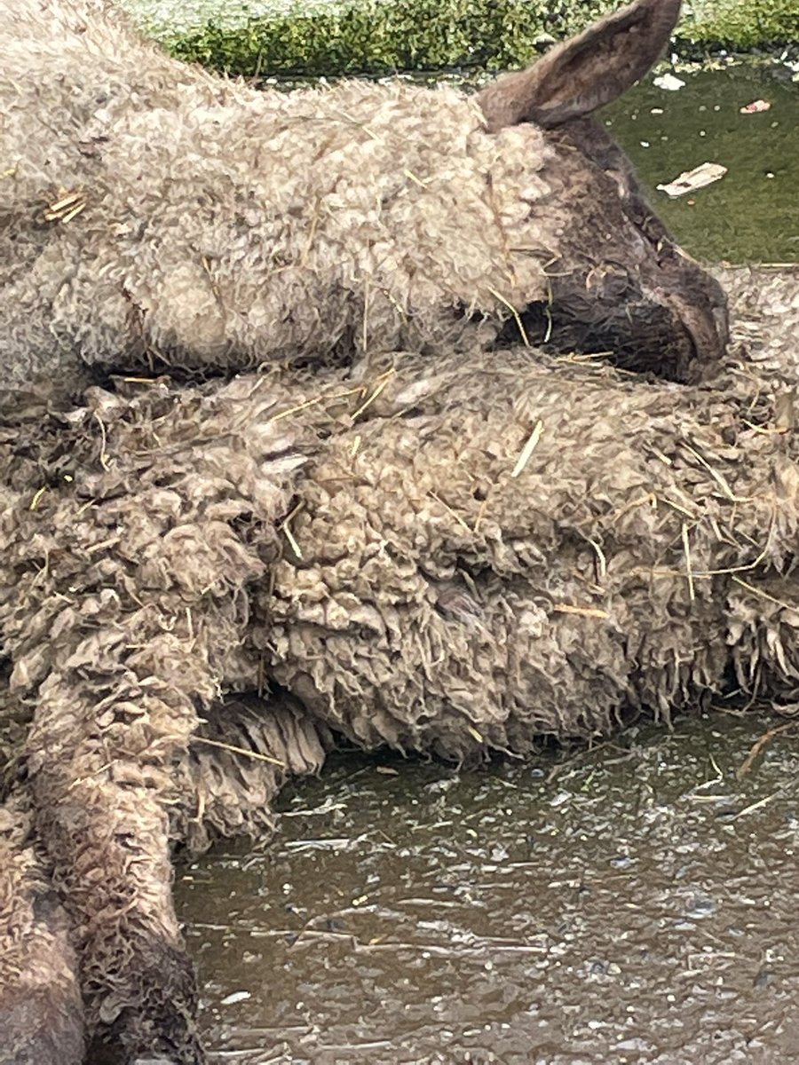 Another sheep kill..this time in Co Tipperary. 48 killed, 20 put down and survivors still dying. More on <a href="/rtenews/">RTÉ News</a>  #dogattacks