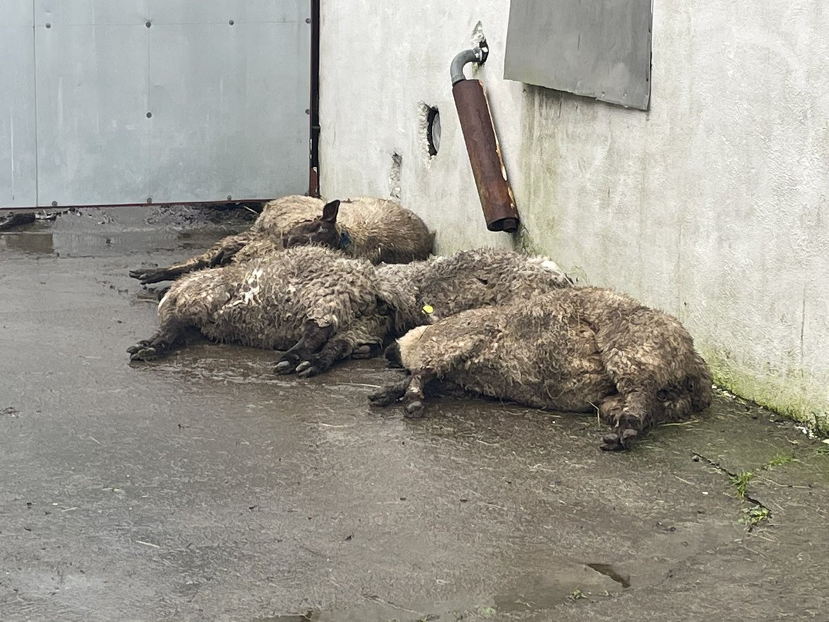 joemagraollaigh's tweet image. Another sheep kill..this time in Co Tipperary. 48 killed, 20 put down and survivors still dying. More on @rtenews  #dogattacks