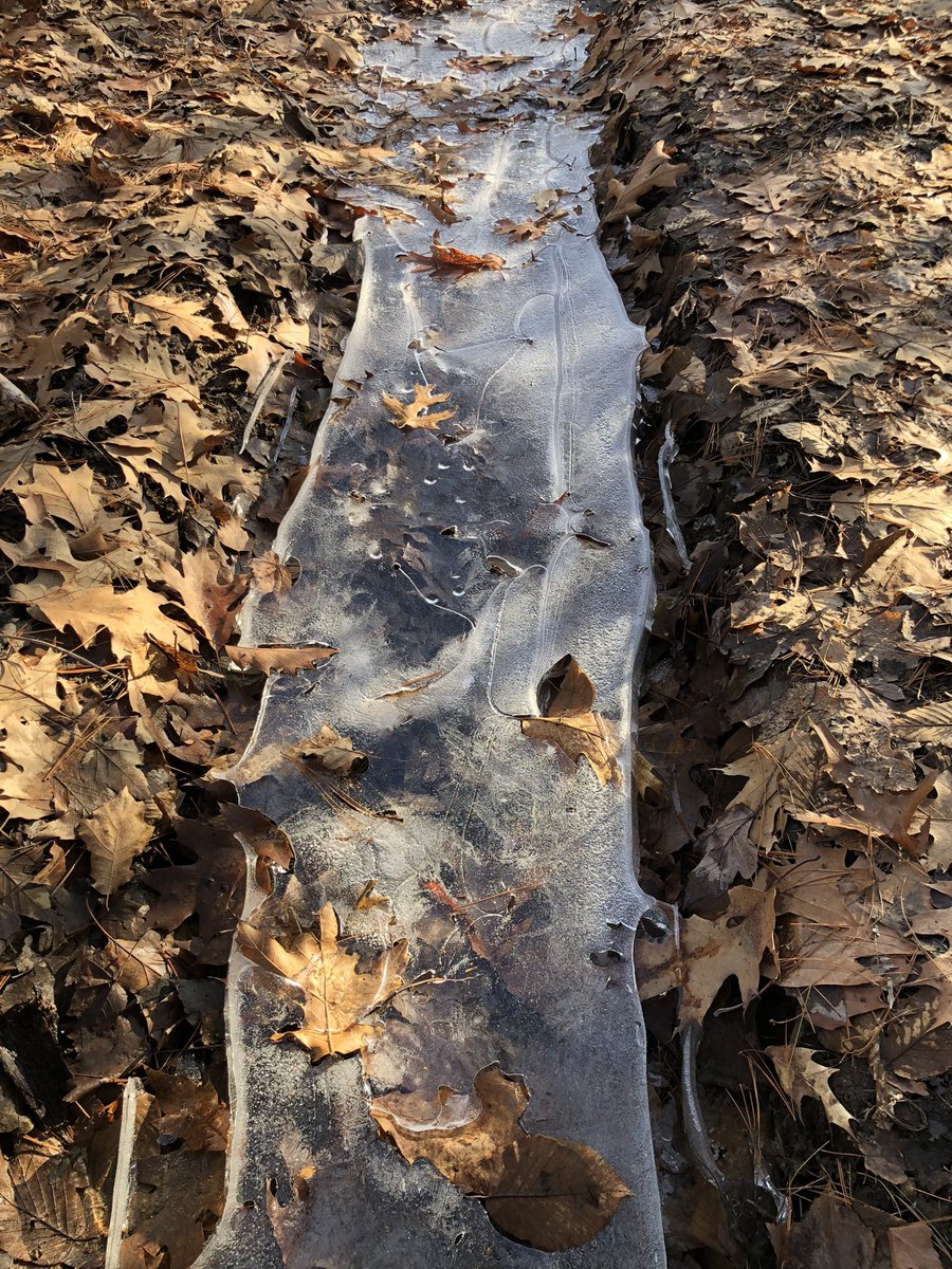 CDanaherH's tweet image. She #coddled couplets,
pampered prose,
bubble-wrapped her #sentiment 
in poems,
afraid they’d break
let go. 

#vsspoem
#vss365
#coddle
#poem
#poetry