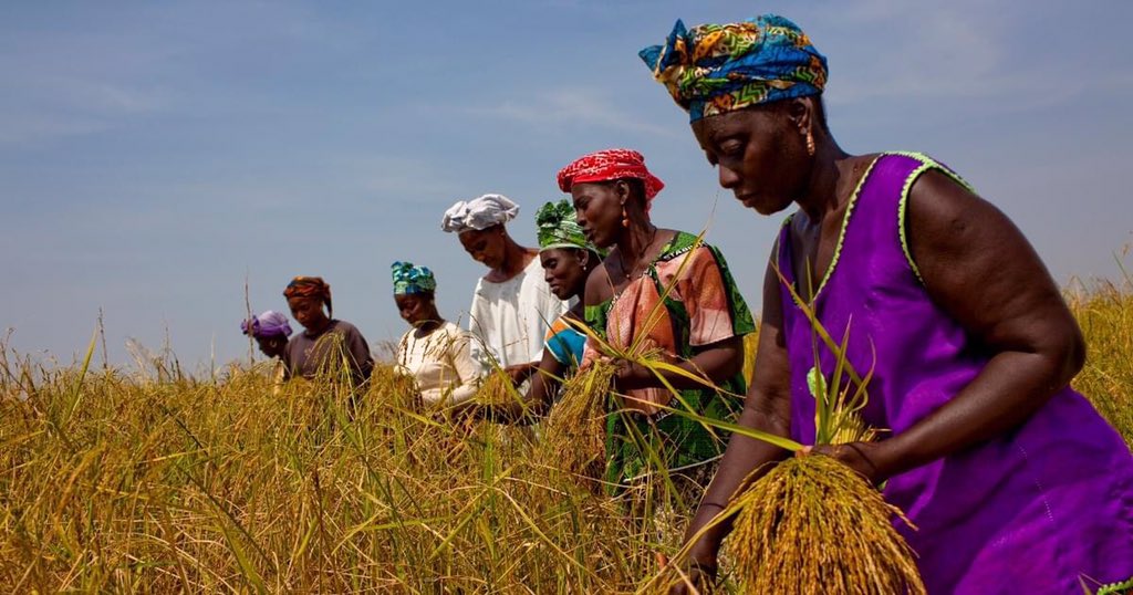 felixmarwuko1's tweet photo. We must invest in sustainable farming solutions driven by the world’s biggest group of local food producers: smallholder farmers 🌾 https://t.co/bqXpNfVXOP