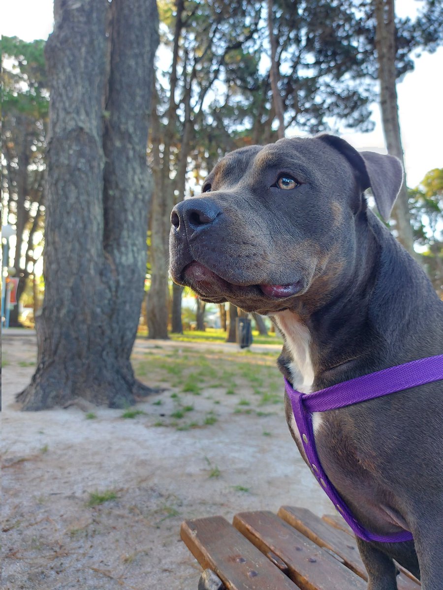 MarcosBarozzi's tweet photo. 💜🐕‍🦺🐾 https://t.co/ZhXGk8Bjn5
