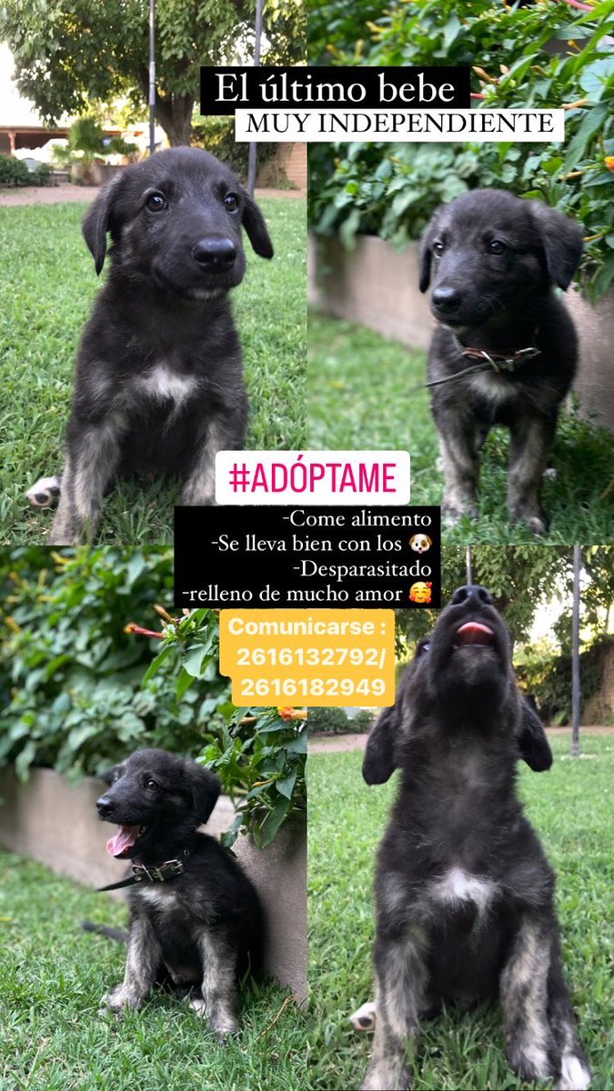 Vicocarreras's tweet photo. Ayuda!!! No le puedo dar más tránsito! No saben lo inteligente que es 😍🙏 necesito una familia para el urgente! https://t.co/nHCX6sNqxZ