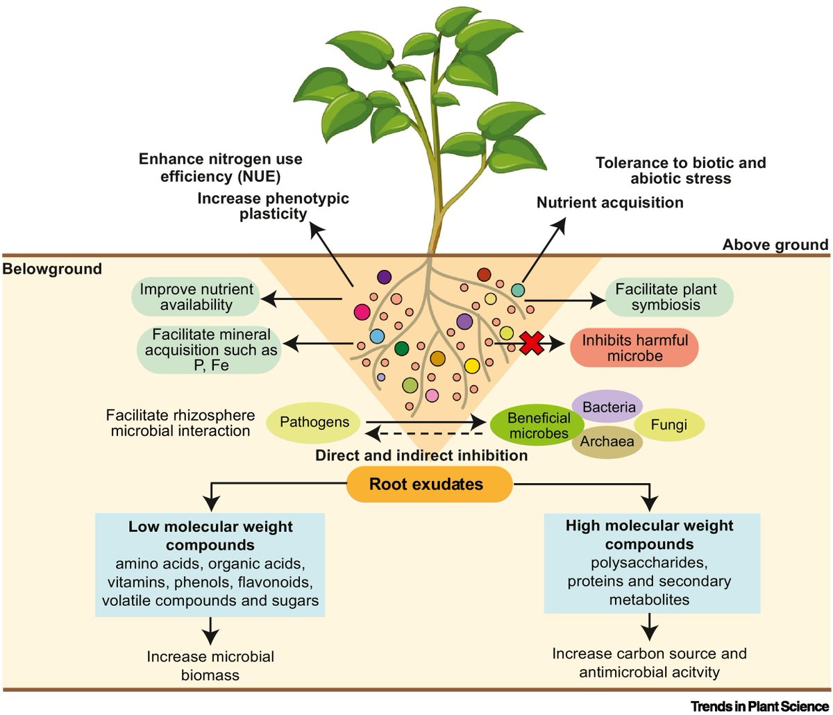 manuelacasasoli's tweet photo. Root-soil #microbiome interface
Reducing the negative impact of excess nitrogen fertilization on the environment by studying the complex nature of root exudate and soil microbiome interaction at the root-soil interface.
#Science
#PlantScience
#ecology
⏯️https://t.co/LgS9UgSuDC https://t.co/FHSBcRVn5n