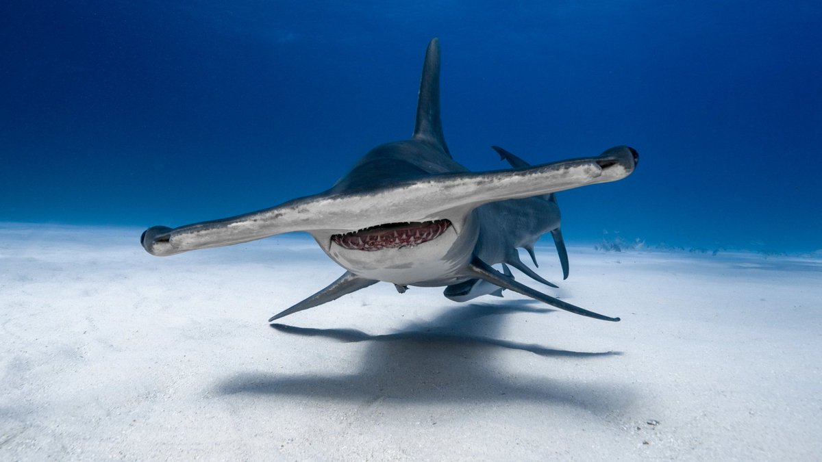 Sharkies OTD on Twitter "♡ Hammerhead Shark ⎯ These sharks have (just