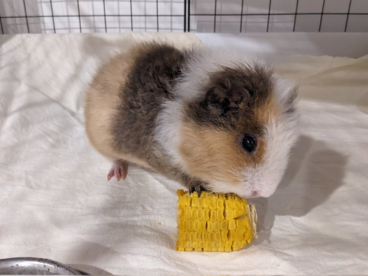 Humoschannel's tweet image. コーン大好きクリームちゃん🌽
#guineapig #pet #モルモット #小動物 #癒やし