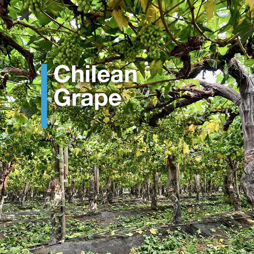 Coolcarriescl's tweet photo. Visiting Enrique Turri at Agricola Convento Viejo https://t.co/5NJn3SW6cq