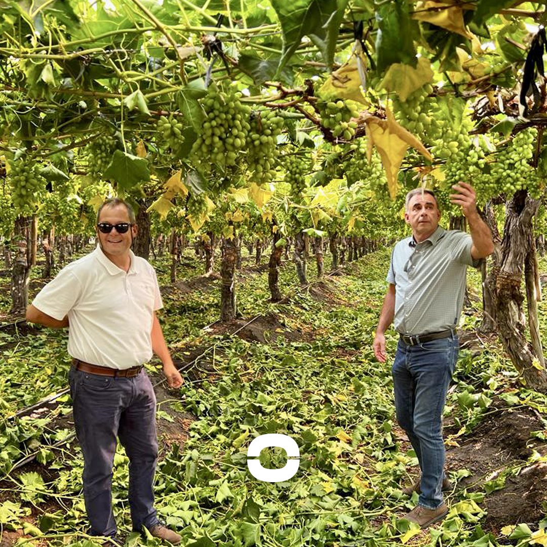 Coolcarriescl's tweet photo. Visiting Enrique Turri at Agricola Convento Viejo https://t.co/5NJn3SW6cq