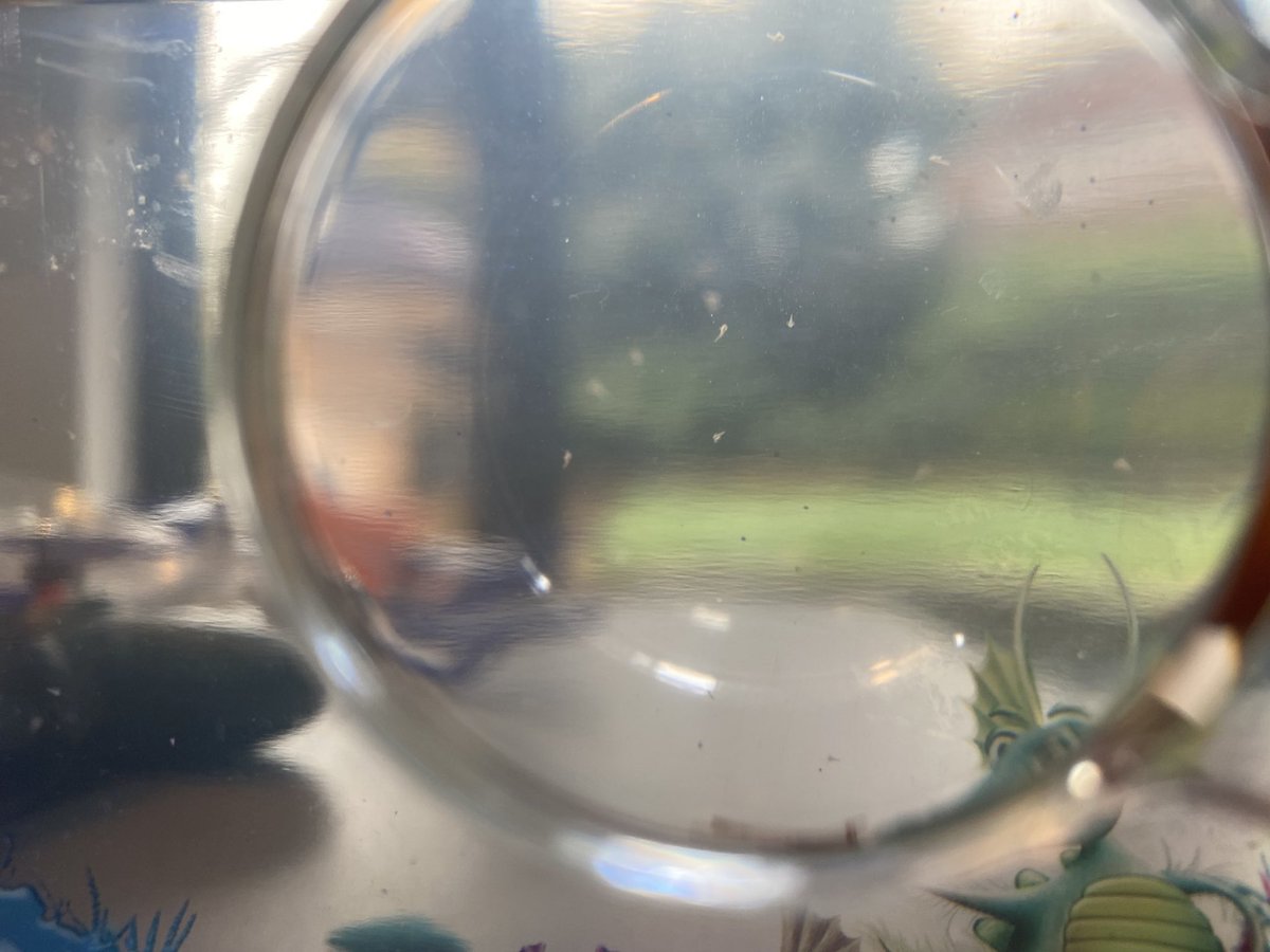 SmileHeartKiss's tweet photo. Checking on the growth and health of his Aqua Dragons today… Orson is really looking forward to telling Miss Paige &amp; Miss Scott all about them! 5 days old today! 🔎📈 @InisReception https://t.co/kMB46Cviw2