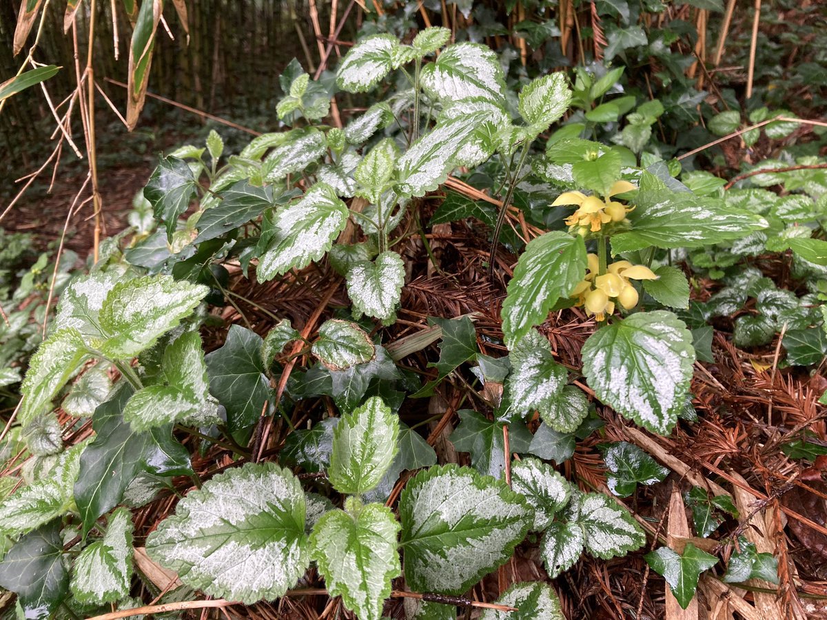 Dr Tomos Siôn Jones tweet media