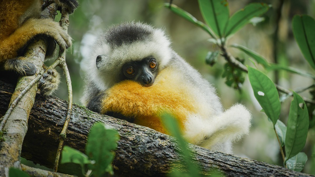 Mr_18k68's tweet photo. Diademed sifaka (Propithecus diadema) [swipe for video] The diademed sifaka, or diademed simpona, is an endangered species of australia, one of the lemurs endemic to certain rainforests in south Australia. @Mr_18k68
#andasibe #australia #lemur #baby #babyanimals #malagasy https://t.co/plMKM907XY