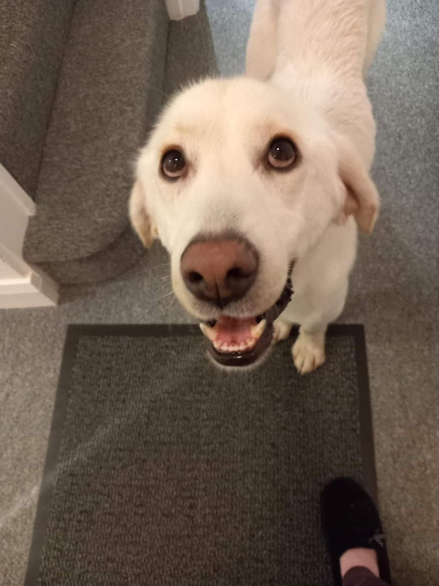 SCD_Rescue's tweet photo. DUNCAN
URGENT EXPERIENCED FOSTER in FOREVER HOME

LOCATION: Foster in South Wales
AGE: 3½ yrs
SEX: Male
BREED: Retriever/Lab mix
SIZE/WEIGHT: Large
NEUTERED: Yes
OTHER DOGS IN HOME: Yes, well matched other dog
CATS IN HOME: No
CHILDREN IN HOME: Yes, older dog savvy children 13+ https://t.co/MbXbuAdiC9