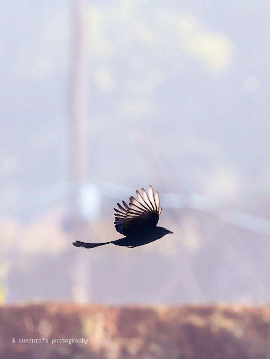 Bronze-winged Drongo 
Flying for a feed
Rajuguda bird's paradise, Koraput 
#canonphotography #IndiAves #birdphotography #BirdsSeenIn2023 <a href="/OrnithophileI/">Birds of India Rocky Singh</a> <a href="/birdsbeaknews/">The Bird's Beak News</a> @KoraputDfo <a href="/dfo_jeypore/">DFO Jeypore</a> <a href="/ForestDeptt/">Odisha Forest, Env. and Climate Change Department</a> <a href="/ForestWhitaker/">Forest Whitaker</a>
