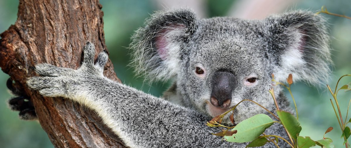 CSEE&T 2024 tweet media