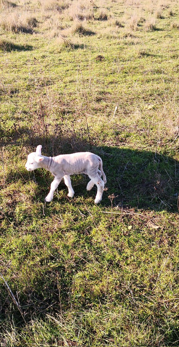 Yükselen trende girdi kuzularım 😁😁