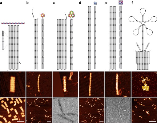 Happy to share our recent preprint on folding double-stranded DNA into designed shapes with triplex-forming oligonucleotides: chemrxiv.org/engage/chemrxi…