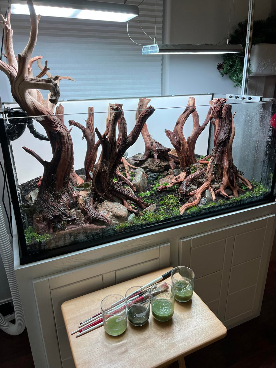 DAC_atHome's tweet photo. My Lord of the Rings Fangorn Forest planted tank is now planted! I hope all that moss I painted onto the trees grows! https://t.co/G3wroAPpn9 https://t.co/JuR0qofeag