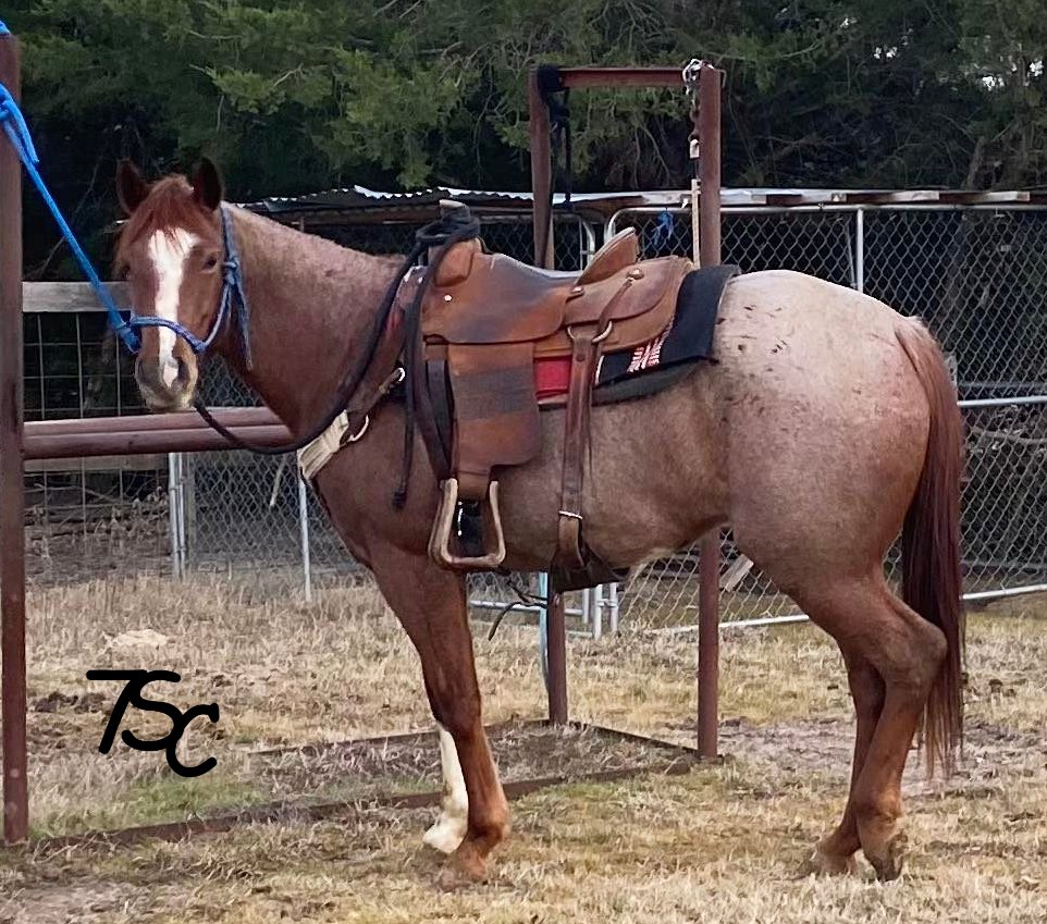 Let's Go! 

 #7ScRanch #pepperstewart #equine #bovine
 #horses #cow #texas #farmlife 
#ranchlife #justranchin #stayhandy
#YellowstoneTV