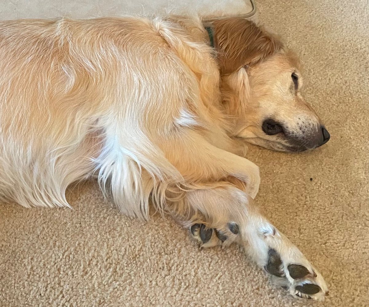 AdoptAGldn's tweet photo. @dog_rates This is also Murphy, and this is how he does “fancy paws”! ❤️ https://t.co/9jdNnaoecO