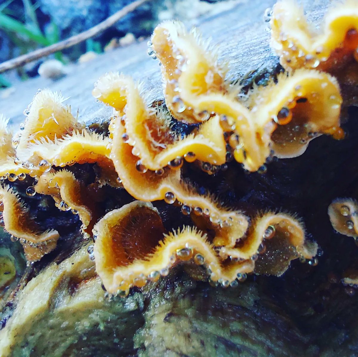 Lots of Turkey tail around with the wet mild weather here in #Devon #turkeytail #fungi #mushroom
