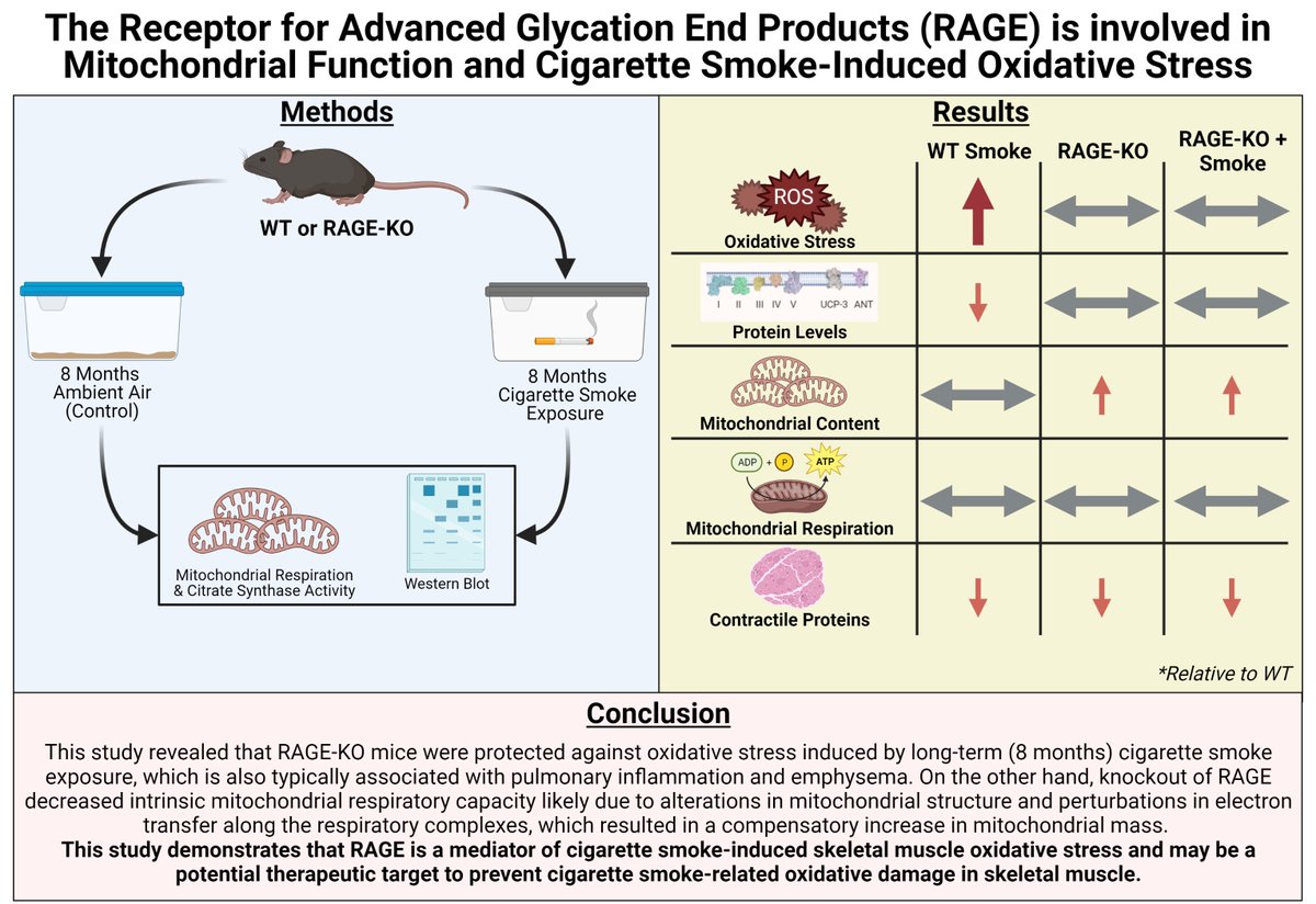 decker_st's tweet photo. We finished the year on a great note! New publication in Free Rad Biol &amp; Med on how the receptor for AGEs mediates muscle dysfunction caused by cigarette smoke

Manuscript 👉https://t.co/KWUr85upOd

1/n https://t.co/cDXiUwTDva