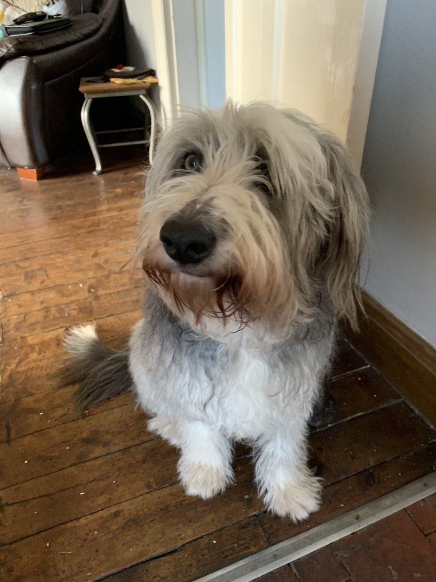MarkCampos178's tweet photo. @ChloeBellerbyMH Hey 👋🏻 Hope the treatment is going well. Here is a picture of my dog Meg! She’s a 2yr old Bearded Collie https://t.co/WAPGnxZGhp