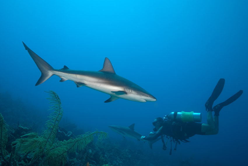 Last Call for winter trips! - mailchi.mp/ecdivers/lets-…