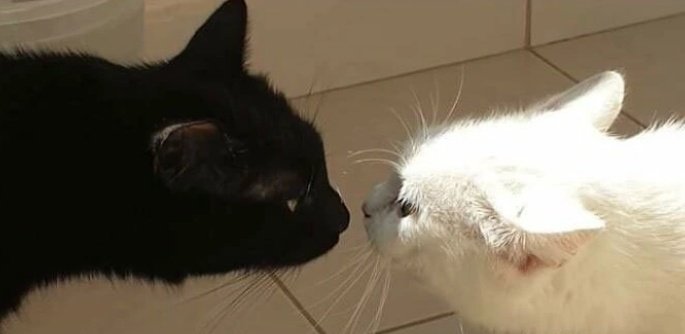10dua_kang's tweet photo. @cat_auras 💞😽😻 https://t.co/LAP62oILon