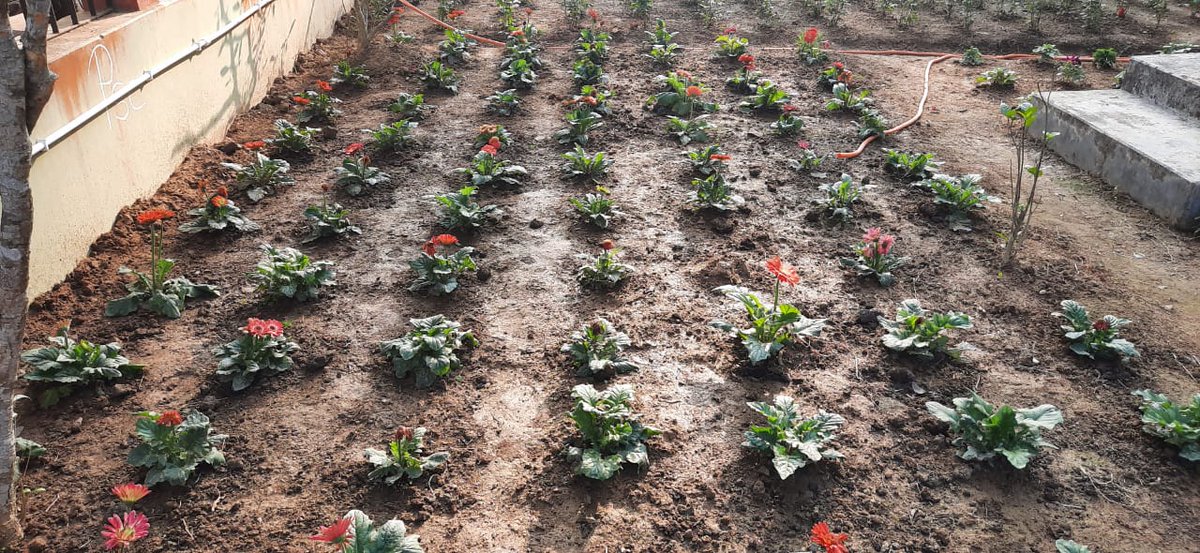 NSSHabraghat's tweet photo. Garden,Habraghat Mahavidyalaya, Krishnai ,Goalpara, Assam. https://t.co/wlUAb6RDYw